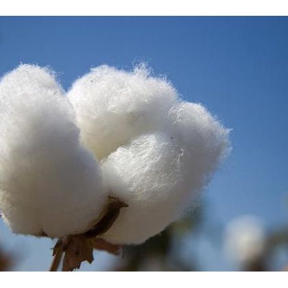 Cotton Fibre